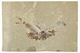 Cretaceous Fossil Fish (Armigatus) - Lebanon #251375-1